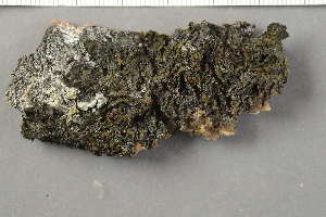  ( - O-L-227578)  @11 [ ] by-nc (2020) Ann Evankow University of Oslo, Natural History Museum