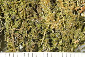  (Protothelenella sp - O-L-227706)  @11 [ ] by-nc (2020) Ann Evankow University of Oslo, Natural History Museum