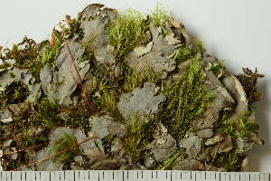  ( - O-L-227711)  @11 [ ] by-nc (2020) Ann Evankow University of Oslo, Natural History Museum