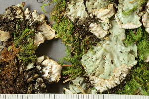  ( - O-L-227715)  @11 [ ] by-nc (2020) Ann Evankow University of Oslo, Natural History Museum