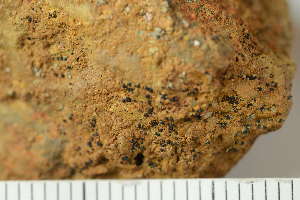  (Micarea lapillicola - O-L-227724)  @11 [ ] by-nc (2020) Ann Evankow University of Oslo, Natural History Museum