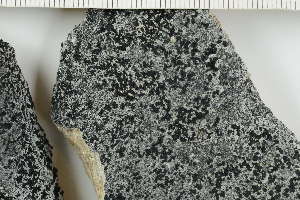  ( - O-L-227749)  @11 [ ] by-nc (2020) Ann Evankow University of Oslo, Natural History Museum