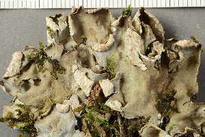  ( - O-L-227761)  @11 [ ] by-nc (2020) Ann Evankow University of Oslo, Natural History Museum