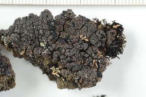  ( - O-L-227790)  @11 [ ] by-nc (2020) Ann Evankow University of Oslo, Natural History Museum