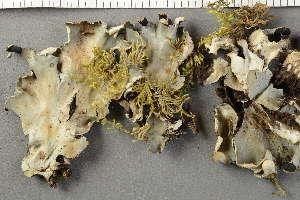  ( - O-L-227831)  @11 [ ] by-nc (2020) Ann Evankow University of Oslo, Natural History Museum