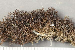  ( - O-L-227838)  @11 [ ] by-nc (2020) Ann Evankow University of Oslo, Natural History Museum