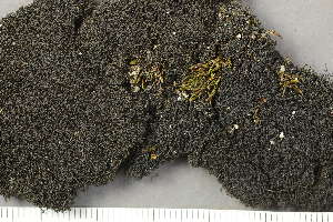  ( - O-L-227844)  @11 [ ] by-nc (2020) Ann Evankow University of Oslo, Natural History Museum