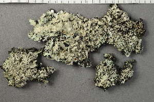  ( - O-L-227862)  @11 [ ] by-nc (2020) Ann Evankow University of Oslo, Natural History Museum