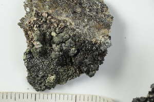  ( - O-L-227886)  @11 [ ] by-nc (2020) Ann Evankow University of Oslo, Natural History Museum