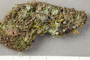  ( - O-L-227892)  @11 [ ] by-nc (2020) Ann Evankow University of Oslo, Natural History Museum