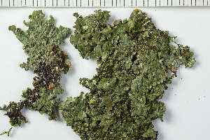  ( - O-L-228392)  @11 [ ] by-nc (2021) Einar Timdal University of Oslo, Natural History Museum
