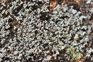  (Stereocaulon pileatum - O-L-228427)  @11 [ ] by-nc (2021) Einar Timdal University of Oslo, Natural History Museum