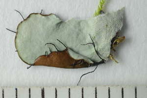  ( - O-L-228435)  @11 [ ] by-nc (2021) Einar Timdal University of Oslo, Natural History Museum