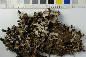  ( - O-L-228543)  @11 [ ] by-nc (2023) Raffaele Zane Natural History Museum, University of Oslo, Norway