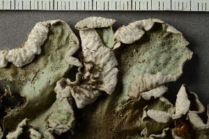  ( - O-L-228551)  @11 [ ] by-nc (2022) Einar Timdal University of Oslo, Natural History Museum