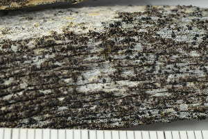  ( - O-L-228564)  @11 [ ] by-nc (2021) Einar Timdal University of Oslo, Natural History Museum