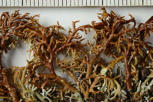  ( - O-L-228567)  @11 [ ] by-nc (2021) Einar Timdal University of Oslo, Natural History Museum