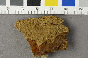  (Porpidia sp - O-L-228587)  @11 [ ] by-nc (2022) Siri Rui University of Oslo, Natural History Museum