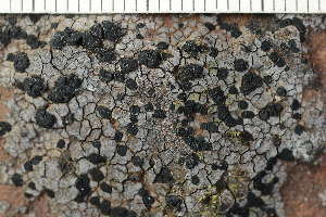  ( - O-L-228986)  @11 [ ] by-nc (2022) Einar Timdal University of Oslo, Natural History Museum