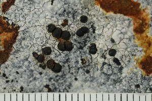  ( - O-L-228990)  @11 [ ] by-nc (2022) Einar Timdal University of Oslo, Natural History Museum