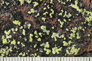  ( - O-L-228997)  @11 [ ] by-nc (2022) Einar Timdal University of Oslo, Natural History Museum