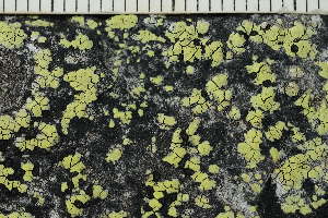  ( - O-L-229002)  @11 [ ] by-nc (2022) Einar Timdal University of Oslo, Natural History Museum
