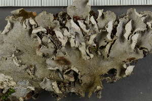  ( - O-L-229303)  @11 [ ] by-nc (2022) Einar Timdal University of Oslo, Natural History Museum