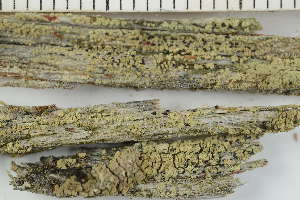  ( - O-L-229332)  @11 [ ] by-nc (2022) Einar Timdal University of Oslo, Natural History Museum