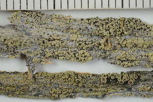  ( - O-L-229336)  @11 [ ] by-nc (2022) Einar Timdal University of Oslo, Natural History Museum