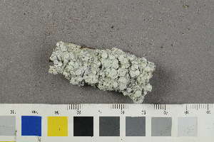  (Lepra amara - O-L-229361)  @11 [ ] by-nc (2022) Siri Rui University of Oslo, Natural History Museum