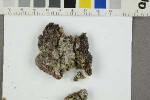  (Epilichen scabrosus - O-L-229369)  @11 [ ] by-nc (2022) Erik J. Möller University of Oslo, Natural History Museum