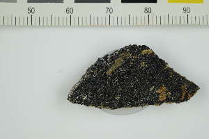  (Rhizocarpon sp - O-L-229389)  @11 [ ] by-nc (2022) Erik J. Möller University of Oslo, Natural History Museum