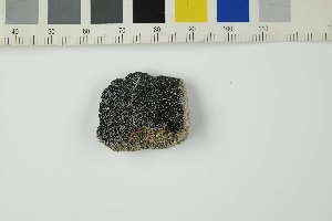  ( - O-L-229454)  @11 [ ] by-nc (2022) Erik J. Möller University of Oslo, Natural History Museum