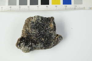  (Rhizocarpon geographicum - O-L-229482B)  @11 [ ] by-nc (2022) Erik J. Möller University of Oslo, Natural History Museum