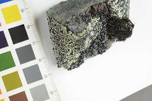  ( - O-L-229523)  @11 [ ] by-nc (2022) Erik J. Möller University of Oslo, Natural History Museum
