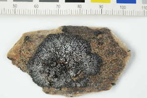  (Buellia sp - O-L-229540)  @11 [ ] by-nc (2022) Erik J. Möller University of Oslo, Natural History Museum