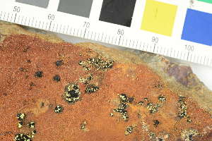  (Rhizocarpon norvegicum - O-L-229612B)  @11 [ ] by-nc (2022) Erik J. Möller University of Oslo, Natural History Museum