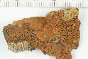  ( - O-L-229722)  @11 [ ] by-nc (2023) Erik J. Möller Natural History Museum, University of Oslo, Norway