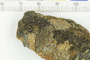  ( - O-L-229750)  @11 [ ] by-nc (2023) Erik J. Möller Natural History Museum, University of Oslo, Norway