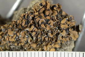  ( - O-L-229925)  @11 [ ] by-nc (2024) Einar Timdal University of Oslo, Natural History Museum