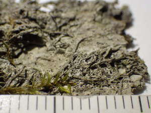  ( - O-L-230238)  @11 [ ] CreativeCommons - Attribution Non-Commercial (2019) Einar Timdal University of Oslo, Natural History Museum
