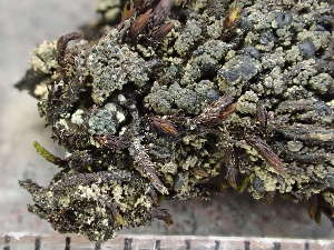  (Toninia squalescens - O-L-235508)  @11 [ ] by-nc (2022) Reidar Haugan University of Oslo, Natural History Museum