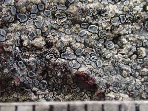  ( - O-L-235510)  @11 [ ] by-nc (2022) Reidar Haugan University of Oslo, Natural History Museum