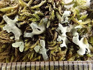  (Hypotrachyna sinuosa - O-L-235526)  @11 [ ] by-nc (2022) Reidar Haugan University of Oslo, Natural History Museum