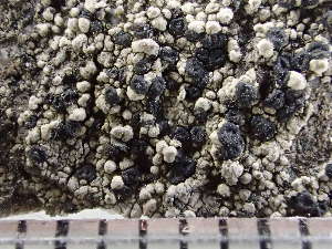  (Rhizocarpon lavatum - O-L-235534)  @11 [ ] by-nc (2022) Reidar Haugan University of Oslo, Natural History Museum