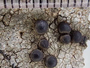  ( - O-L-235539)  @11 [ ] by-nc (2022) Reidar Haugan University of Oslo, Natural History Museum