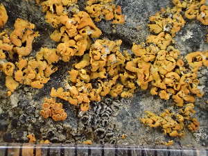  (Xanthomendoza borealis - O-L-235556)  @11 [ ] by-nc (2022) Reidar Haugan University of Oslo, Natural History Museum