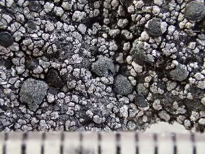  (Rhizocarpon copelandii - O-L-235566)  @11 [ ] by-nc (2022) Reidar Haugan University of Oslo, Natural History Museum