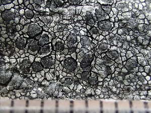  ( - O-L-235572)  @11 [ ] by-nc (2022) Reidar Haugan University of Oslo, Natural History Museum