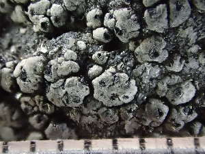  ( - O-L-235574)  @11 [ ] by-nc (2022) Reidar Haugan University of Oslo, Natural History Museum